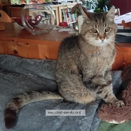 Photo 1/1 Crapule Chat lost in Hennebont