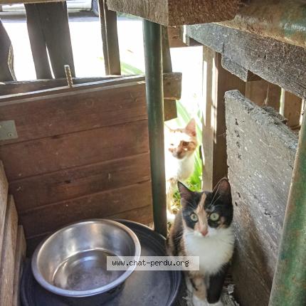 Photo 1/1 Chatoune Chat lost in Sables d olonne