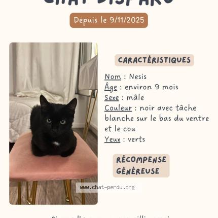 Photo 1/1 Nesis Chat lost in Clichy sous bois