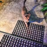 Picture of cat found at Tarbes