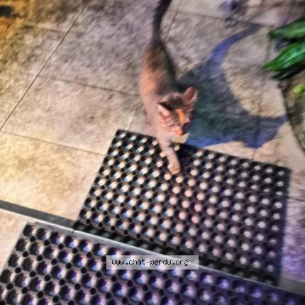 Photo 1/1 Found cat Found in Tarbes