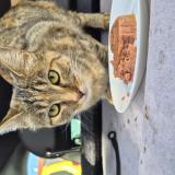 Picture of cat found at Aubervilliers