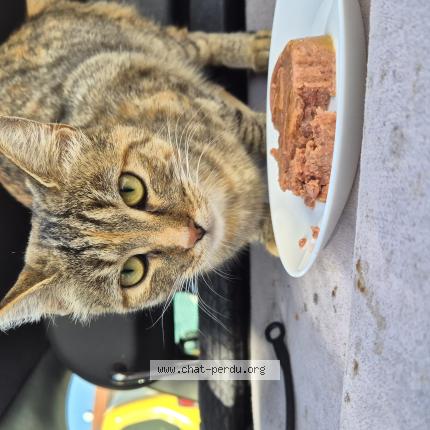 Photo 1/1 Found cat Found in Aubervilliers