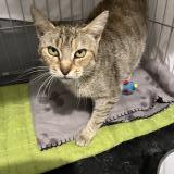 Picture of cat lost at Etampes Sur Marne