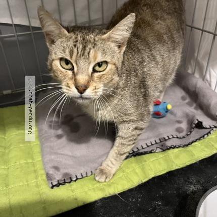 Photo 1/1 Sempa Chat lost in Etampes sur marne