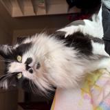 Picture of cat lost at Daytona Beach