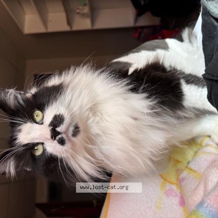 Photo 1/1 Rocky Chat lost in Daytona beach