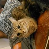 Picture of cat found at Mantes La Jolie