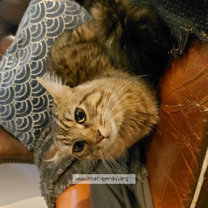 Photo 1/1 Found cat Found in Mantes la jolie