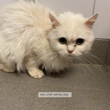 Photo 1/1 Minou Chat lost in Forbach