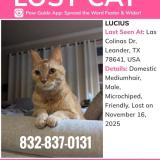 Picture of cat lost at Leander