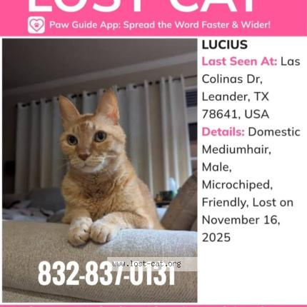 Photo 1/1 Lucius Chat lost in Leander