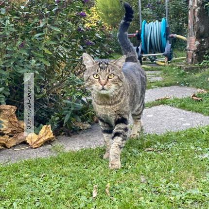 Photo 1/1 Gribouille Chat lost in Bellevigny