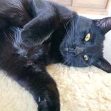 Picture of cat lost at Montcel