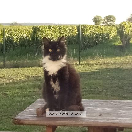 Photo 1/1 Hawaii Chat lost in Montils