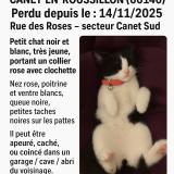 Picture of cat lost at Canet En Roussillon