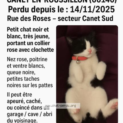 Photo 1/1 Princesse Chat lost in Canet en roussillon