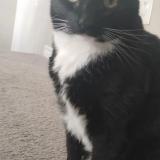 Picture of cat lost at Henderson