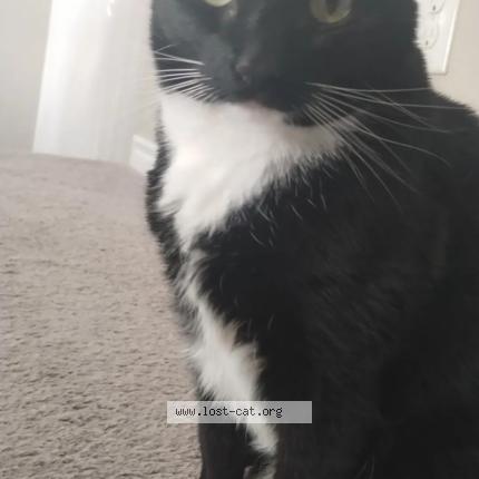 Photo 1/1 Yuki Chat lost in Henderson