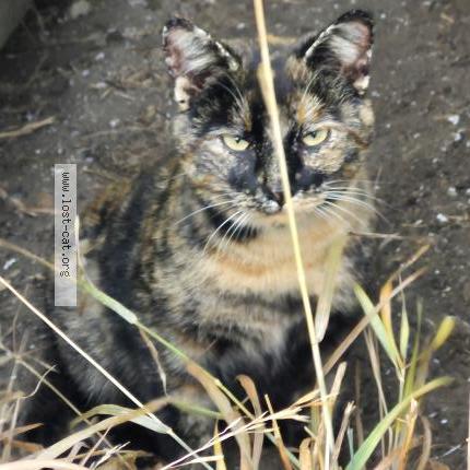 Photo 1/1 Found cat Found in Chauvin