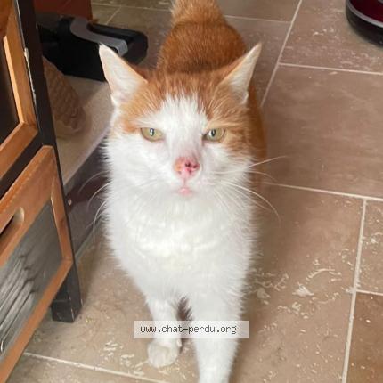 Photo 1/1 Filou Chat lost in La laigne