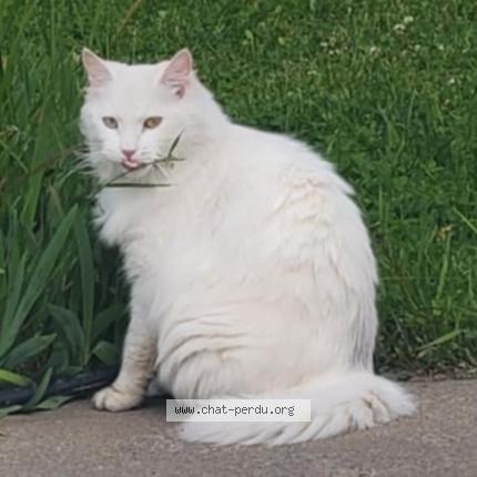 Photo 1/1 Snowy Chat lost in Longueuil