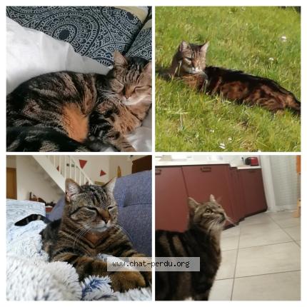 Photo 1/1 Plume Chat lost in Lege