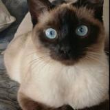 Picture of cat lost at Masseret