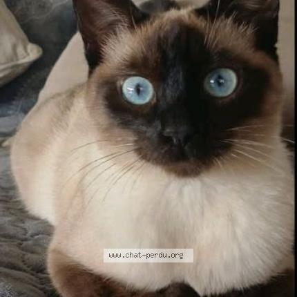 Photo 1/1 Sarah Chat lost in Masseret