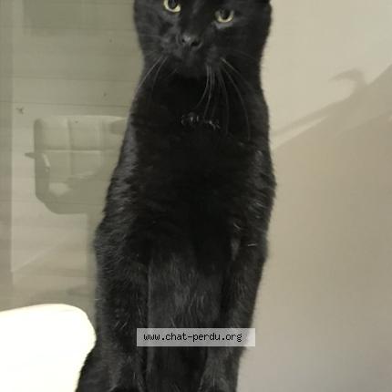 Photo 1/1 Rom&eacute;o Chat lost in Le poire sur vie