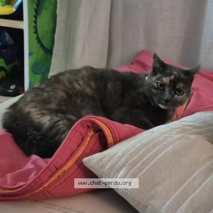 Photo 1/1 Beca Chat lost in Andacette