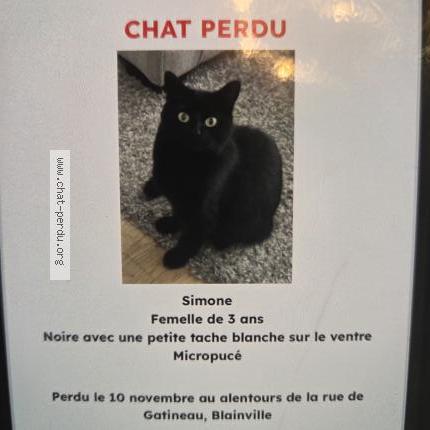 Photo 1/1 Simone Chat lost in Blainville