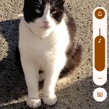 Picture of cat lost at Louisville