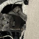 Picture of cat lost at Weeki Wachee