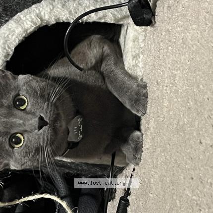 Photo 1/1 Mr Tiny Chat lost in Weeki wachee