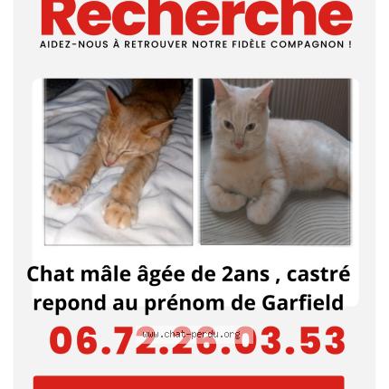Photo 1/1 Adeline Bauden Chat lost in Hazebrouck