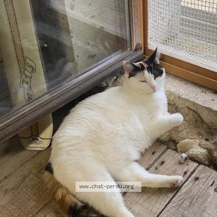 Photo 1/1 Callie Chat lost in Noirmoutier en l ill