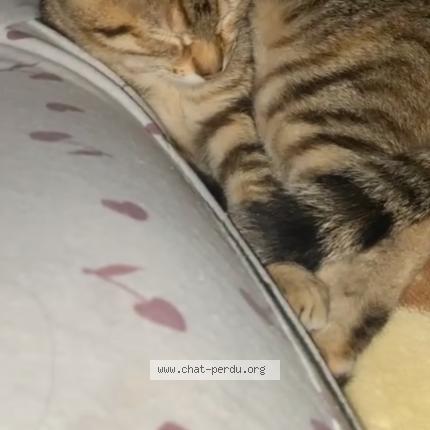 Photo 1/1 Meï Chat lost in Montceau les mines