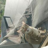 Picture of cat found at Portes Les Valence