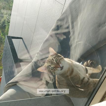 Photo 1/1 Found cat Found in Portes les valence