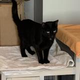 Picture of cat lost at Saint Pere