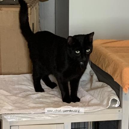 Photo 1/1 Topaze Chat lost in Saint pere