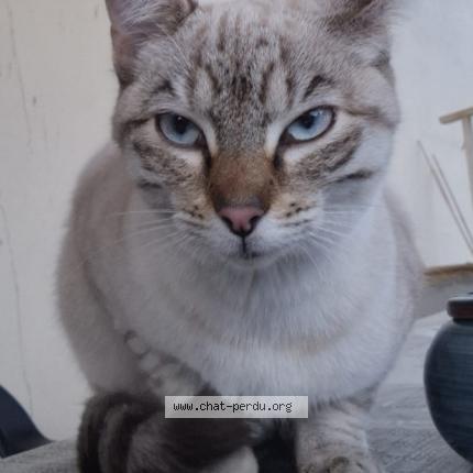 Photo 1/1 Found cat Found in Beziers