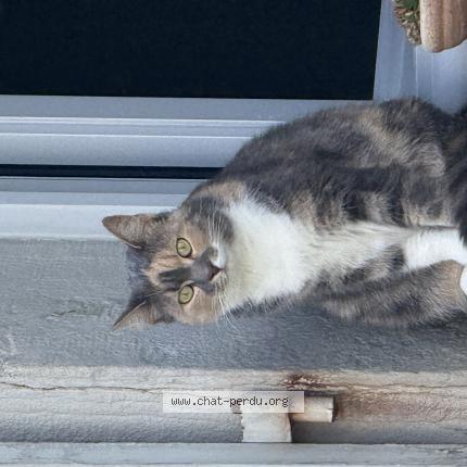 Photo 1/1 Tartine Chat lost in Longvic