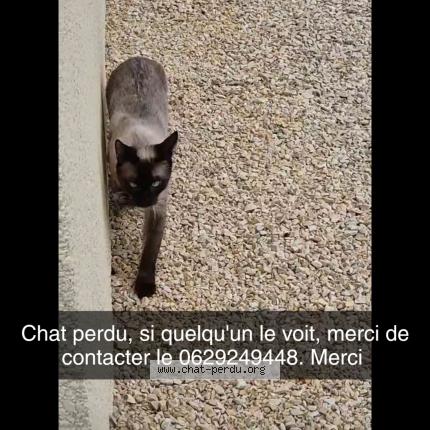 Photo 1/1 Shakur Chat lost in Saint andre d apchon