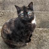 Picture of cat lost at Jabrun