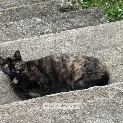 Photo 2/4 Minoune Chat lost in Jabrun