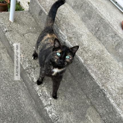 Photo 4/4 Minoune Chat lost in Jabrun