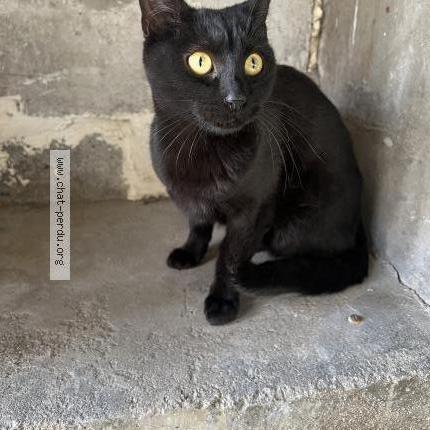 Photo 1/1 Found cat Found in Houilles