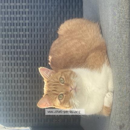 Photo 1/1 Timo Chat lost in Ferrieres